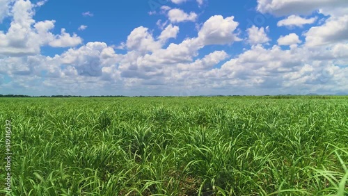 Green grass field under blue cloudy sky in sunny weather. Long stalks of sugarcane sway in the wind. Bright nature of the Dominican Republic. photo