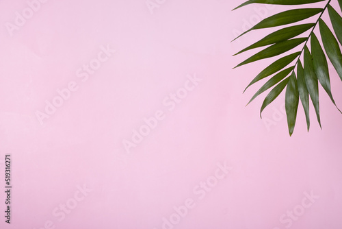 Tropical green palm leaf on a pink pastel background. Copy space.