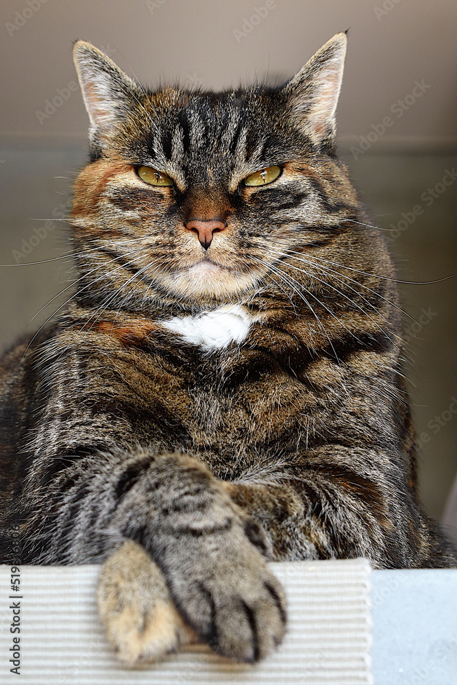 portrait of a cat,Gray cat feeling sleepy