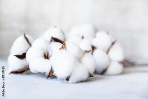 White fluffy cotton flowers on concrete background. Delicate light background. Natural organic fiber. Fabric raw material. © valentinamaslova