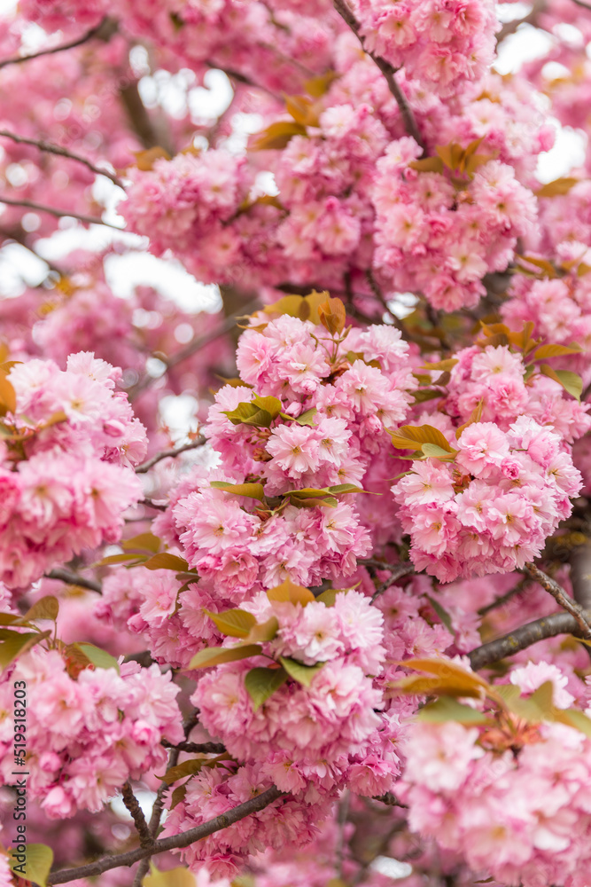 Fragment of fragrant cherry blossoms in early spring. Fragment of fragrant cherry blossoms in early spring.