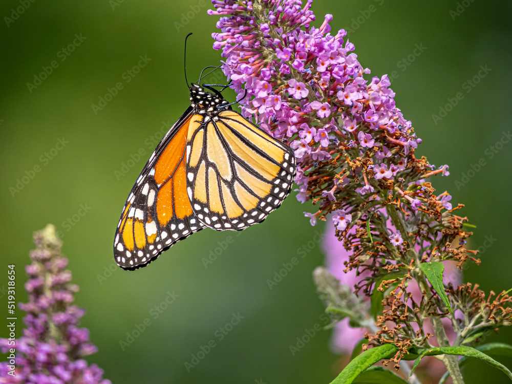 Fototapeta premium Monarch butterfly,Danaus plexippus