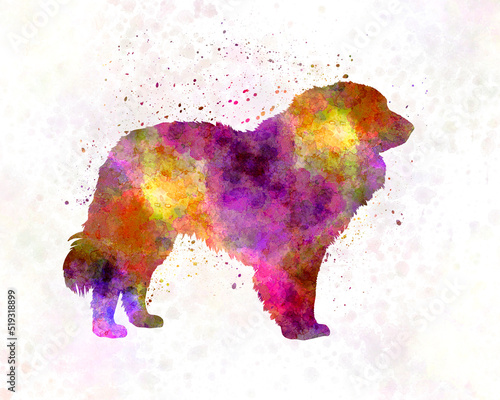 Estrela Mountain Dog in watercolor