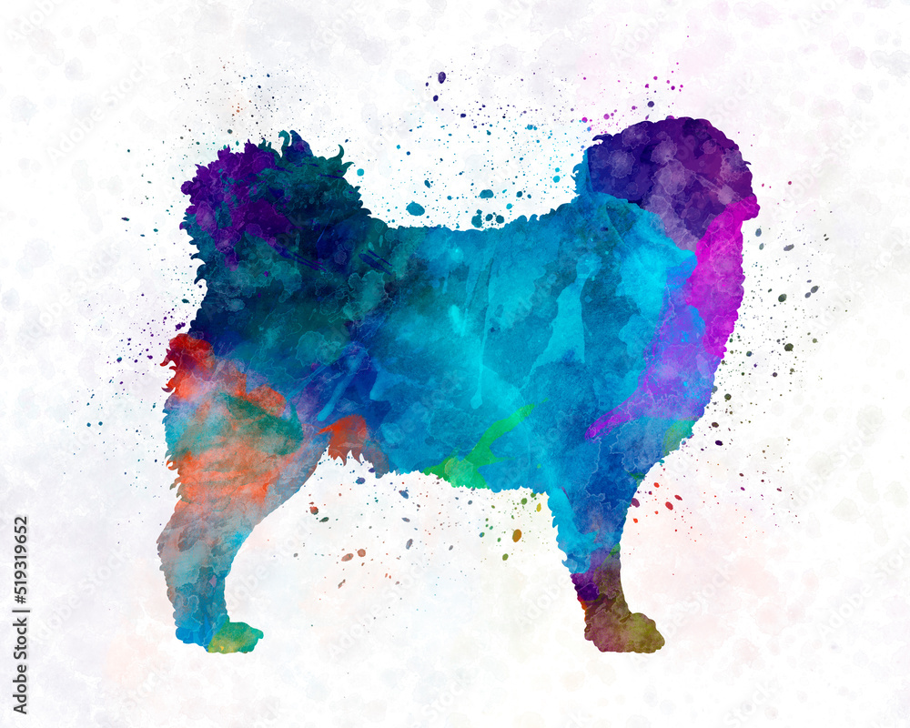 Frisian Water Dog in watercolor