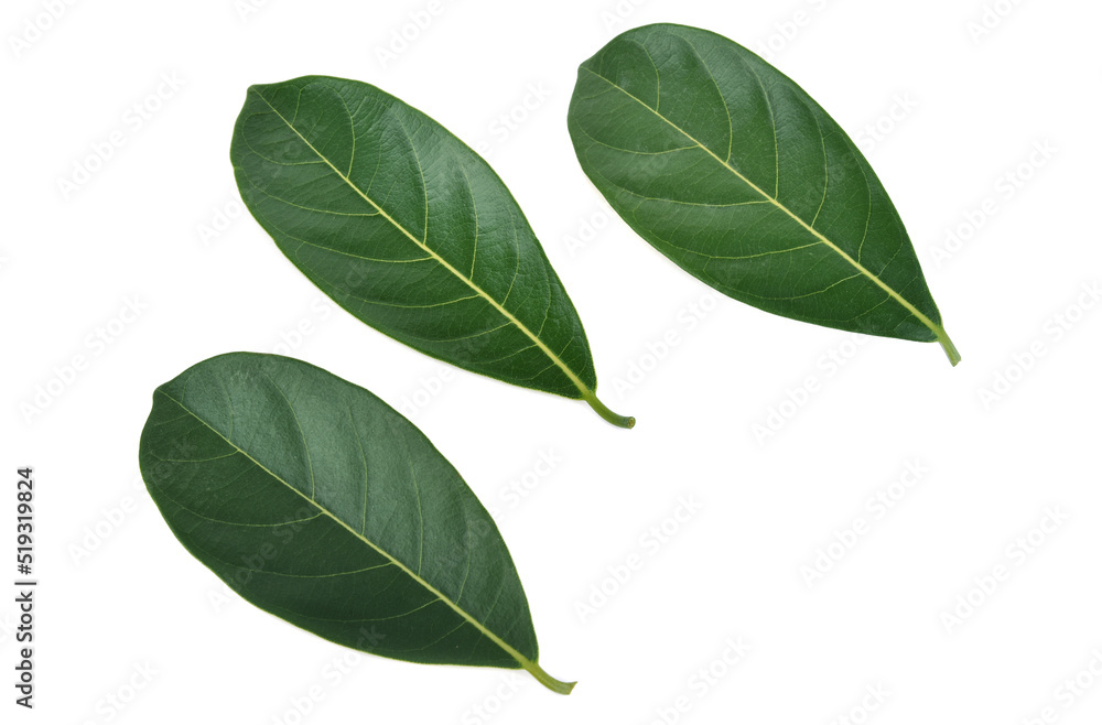 Leaves of jackfruit isolated on a white background Leaves of jackfruit isolated on a white background