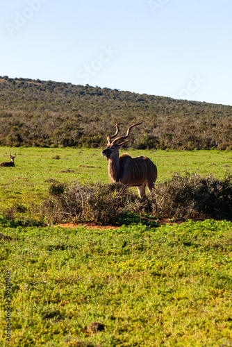 A large male Kudu  Addo elephant park  South Africa.