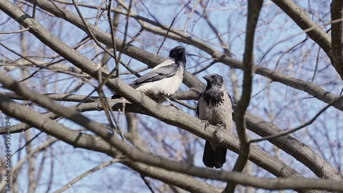 two crows sit on branches without leaves against a background of blue net nenba photo