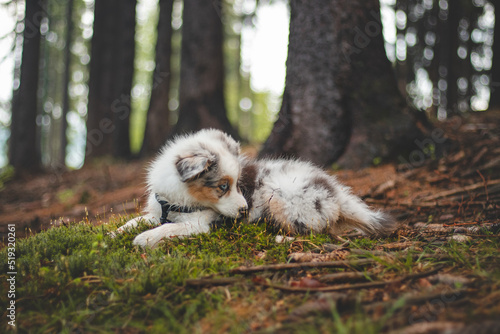 Australian Shepherd puppy is lying in the nice moss, happily adjusting his coat. Blue merle in a wild environment among trees