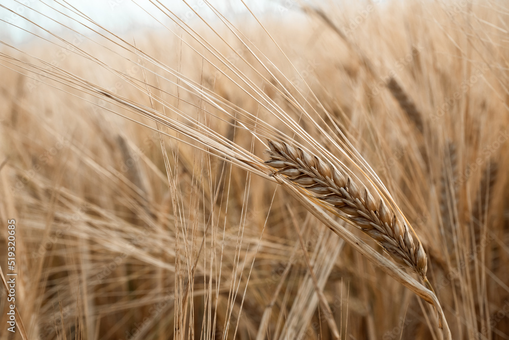 Field of rye in a summer day. Harvesting period. Cereal plant. Field of rye in a summer day. Harvesting period. Cereal plant.