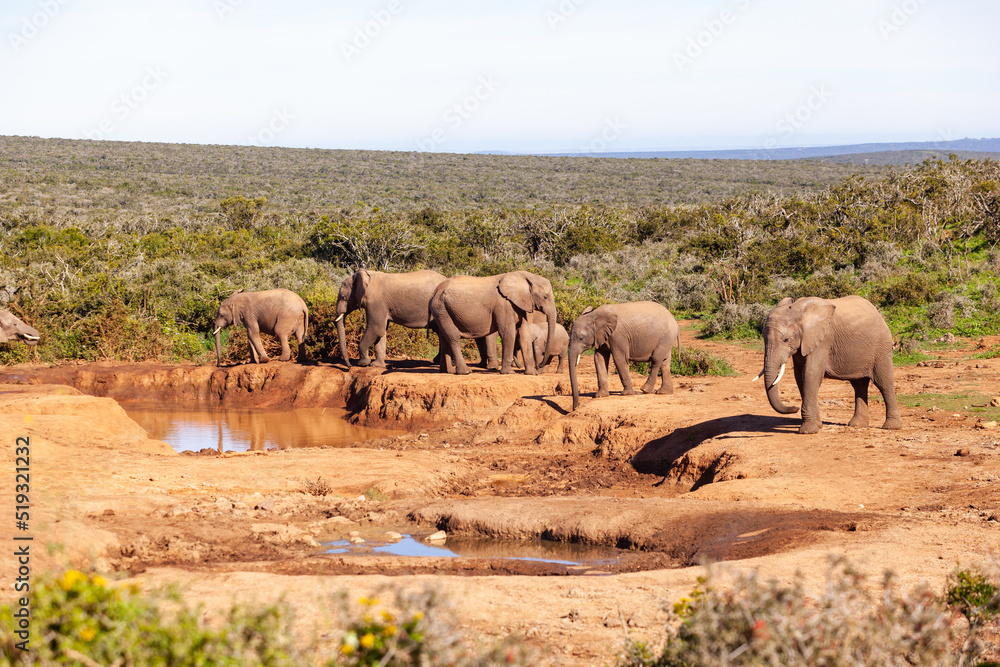 A herd of elephants refreshing themselves at a watering hole in Addo elephant park, South Africa. A herd of elephants refreshing themselves at a watering hole in Addo elephant park, South Africa.