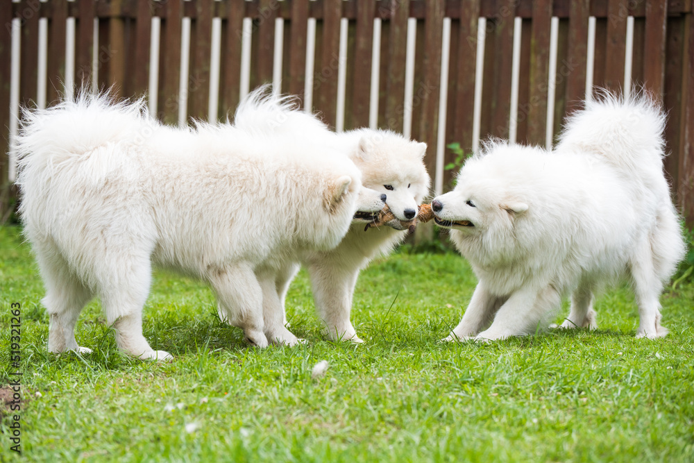 Fluffy white Samoyed puppies dogs are playing with toy Fluffy white Samoyed puppies dogs are playing with toy