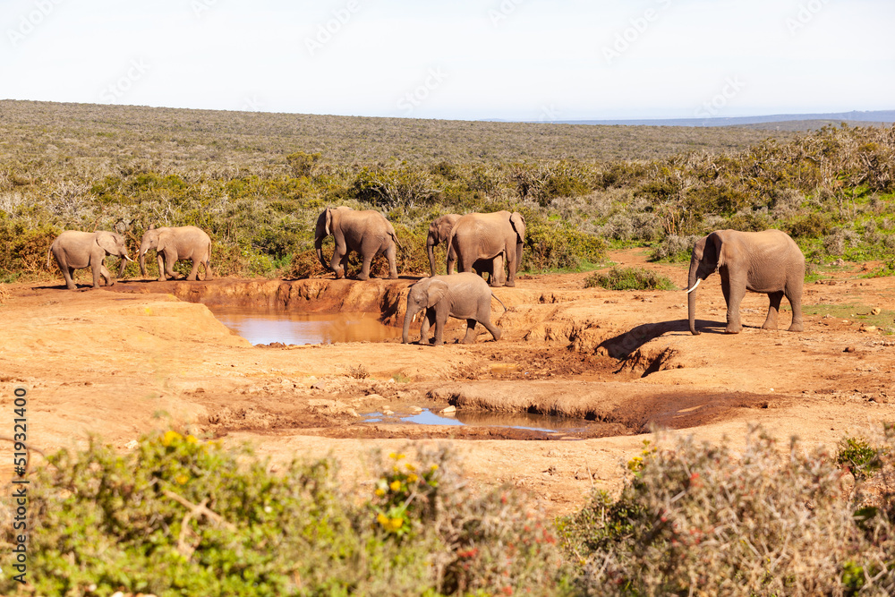 Naklejka premium A herd of elephants refreshing themselves at a watering hole in Addo elephant park, South Africa.