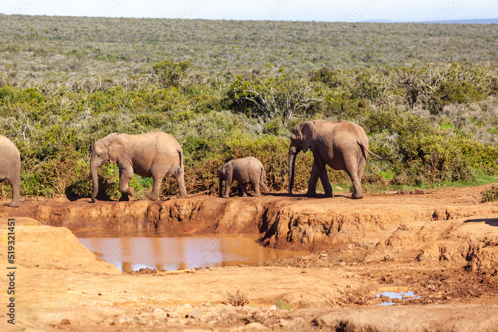 A herd of elephants refreshing themselves at a watering hole in Addo elephant park, South Africa. A herd of elephants refreshing themselves at a watering hole in Addo elephant park, South Africa.