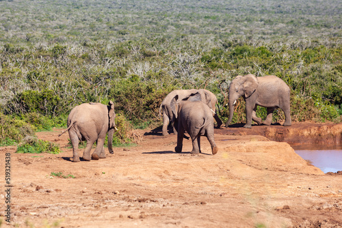 A herd of elephants refreshing themselves at a watering hole in Addo elephant park, South Africa.