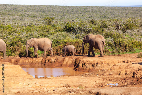 A herd of elephants refreshing themselves at a watering hole in Addo elephant park  South Africa.