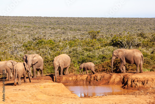 A herd of elephants refreshing themselves at a watering hole in Addo elephant park, South Africa.