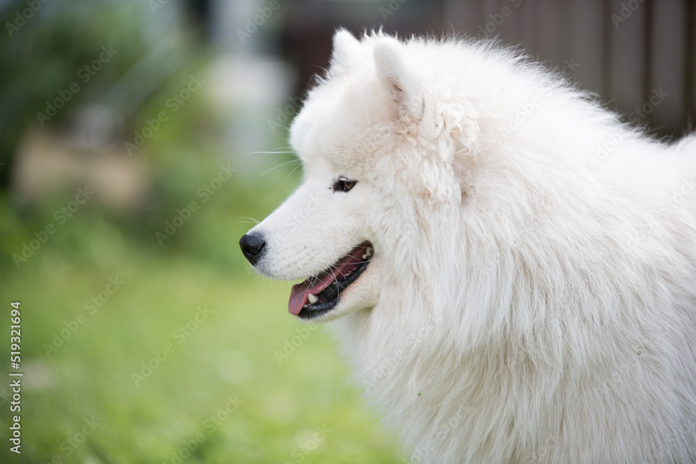White Samoyed puppy sits on the green grass. Dog in nature, a walk in the park White Samoyed puppy sits on the green grass. Dog in nature, a walk in the park