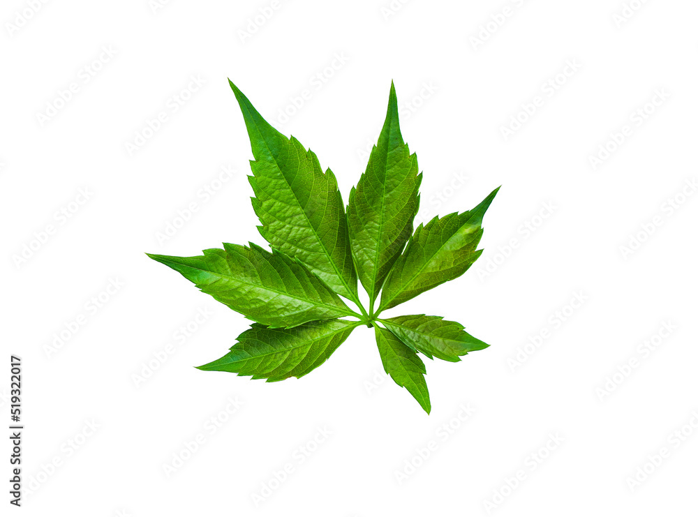 Green twig leaf isolated on white background. Cut out foliage branch Green twig leaf isolated on white background. Cut out foliage branch
