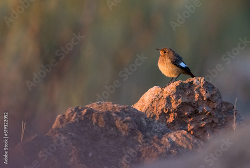  Juvenile male Moussier's redstart (Phoenicurus moussieri) perchign on rock and basking in thge morning sun