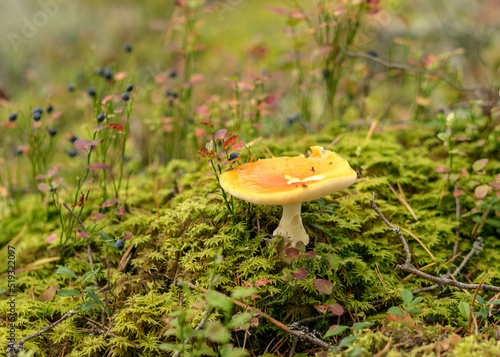 Obraz na plátně natural forest background, wild mushroom in the forest, traditional forest backg