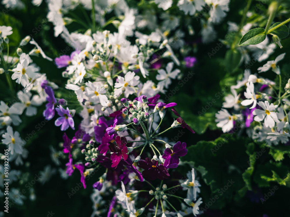 Obraz premium Flowers in the garden