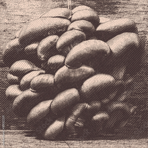 Background with engraved oyster mushrooms in woodcut style. Vector illustration