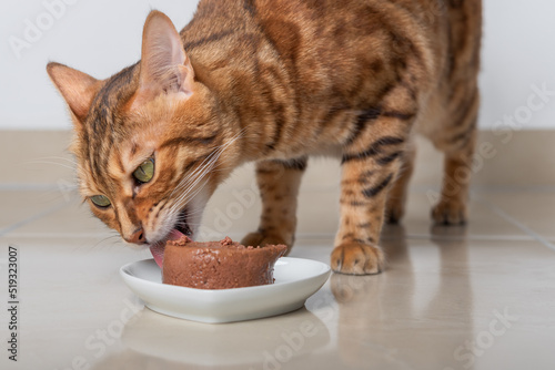 Bengal cat eats its food in the form of pate.