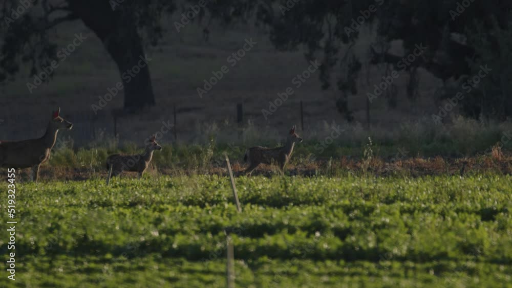 Two Fawn and one Doe alert in green farming field Two Fawn and one Doe alert in green farming field