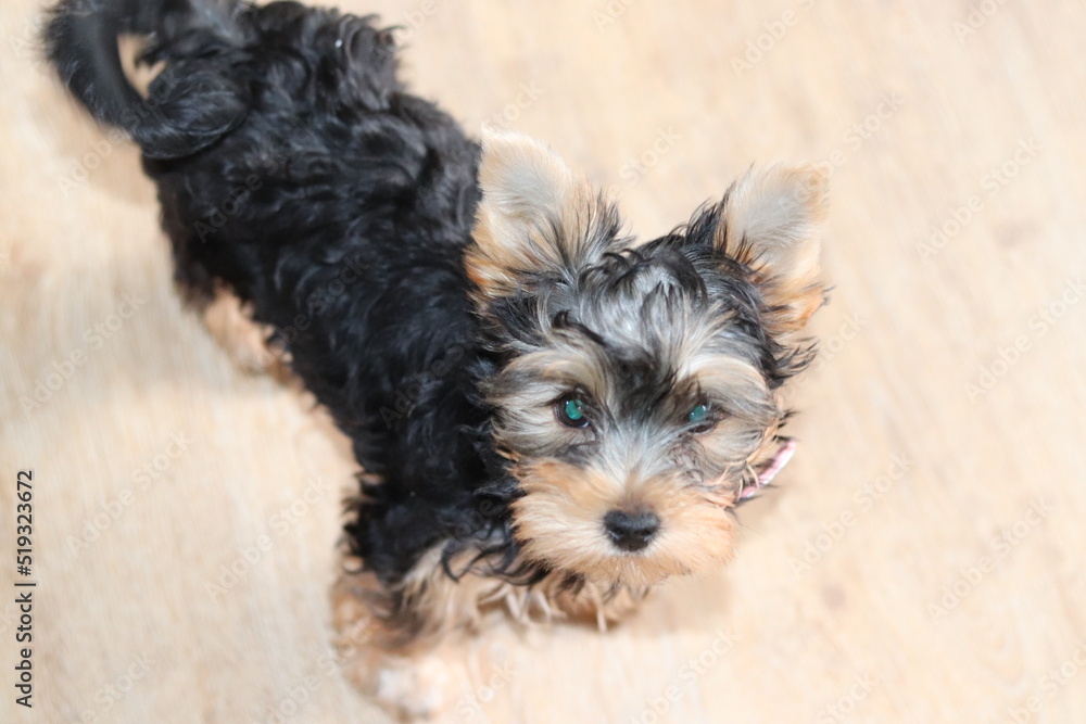Beautiful yorkshire terrier puppy Beautiful yorkshire terrier puppy