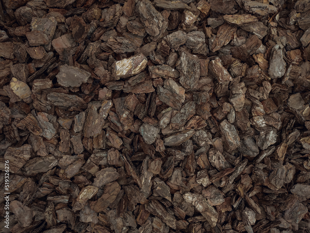 Tree bark texture. Nature background Tree bark texture. Nature background