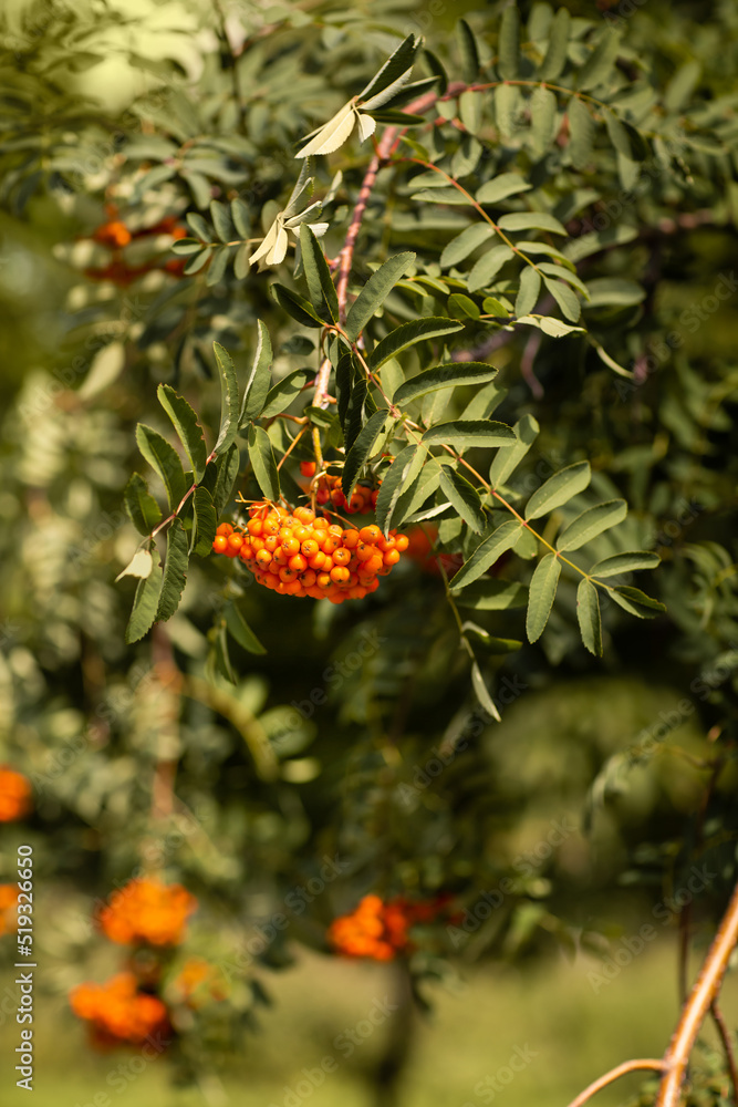 Berries of mountain ash close-up. Summer photography, ripe rowan branch. Tree, park, garden, forest. Lots of berries. Berries of mountain ash close-up. Summer photography, ripe rowan branch. Tree, park, garden, forest. Lots of berries.