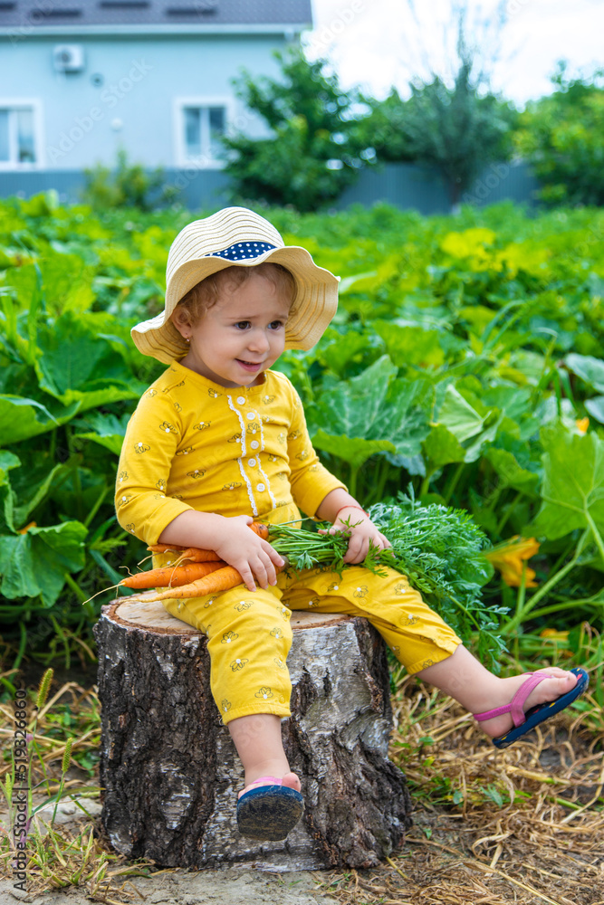 A child in the garden holds a crop of carrots in his hands. selective focus. A child in the garden holds a crop of carrots in his hands. selective focus.