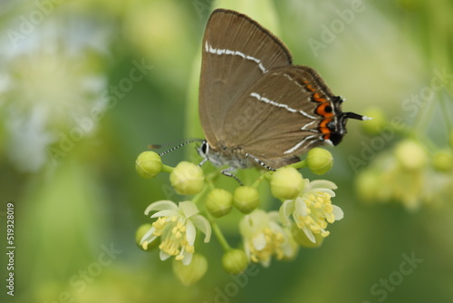 butterfly on a flower © Haletska Olha
