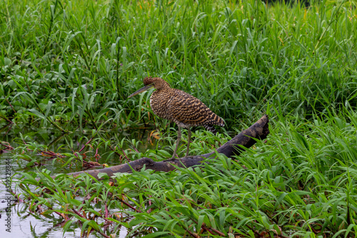birds in the river, costa rica, tortuguero