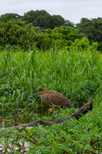 birds in the river, costa rica, tortuguero