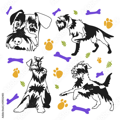 Schnauzer breed dog set, funny puppies in different poses, doodle