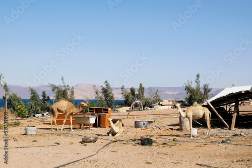 Dromedary camels in the backyard of a farm on the Red Sea near Aqaba, Jordan. The yard is a mess. Various pieces of furniture stand.