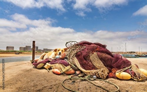 Cão a descansar sobre artefactos de pesca. Ilha do Sal, Cabo verde. Contraste em porto de pesca.