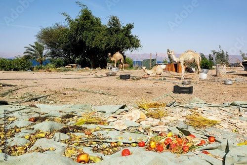 Dromedary camels in the backyard of a farm on the Red Sea near Aqaba, Jordan. The yard is a mess. Various pieces of furniture stand.