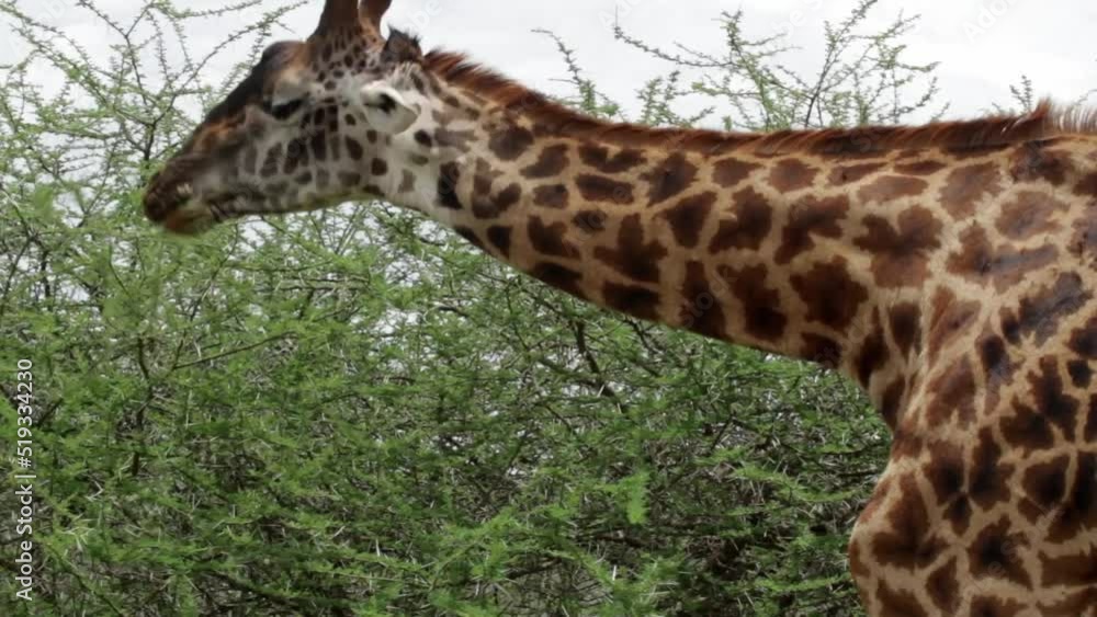 CU Masai giraffe eating from a tree CU Masai giraffe eating from a tree