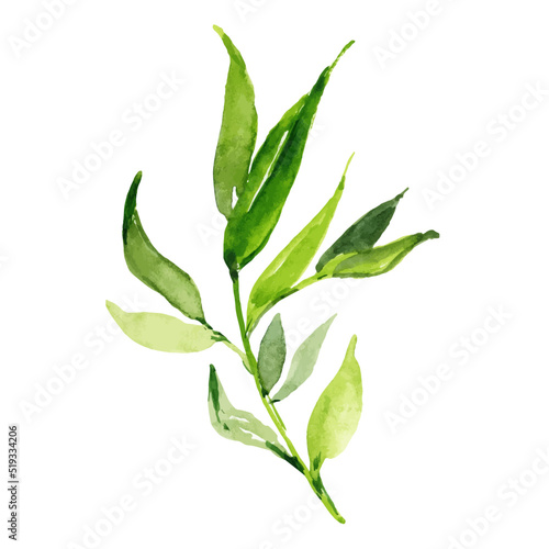 Vector Watercolor green sprig