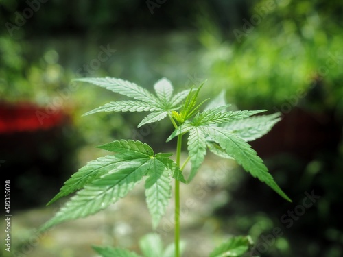 Marijuana plant with early white Flowers, cannabis leaves, 