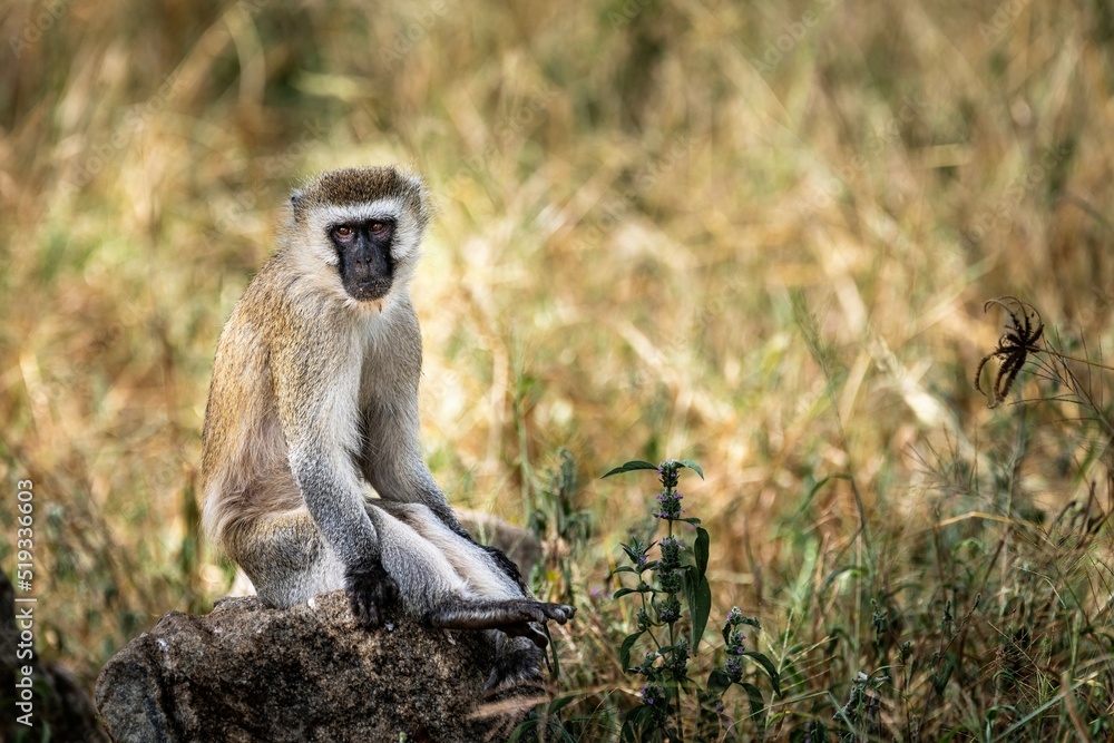Obraz premium Macaco verde sentado a pousar para a fotografia. Parque de merendas no parque nacional de Tarangire (Tanzania). Safaris fotográficos.
