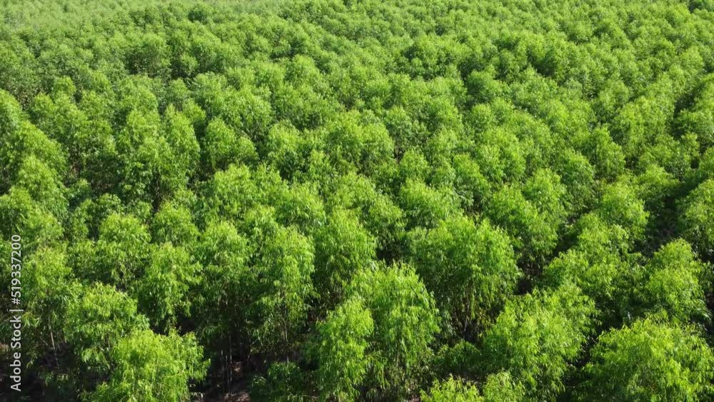 Aerial view of Cultivation trees and plantation in outdoor nursery. Beautiful agricultural garden. Cultivation business. Natural background in motion. Aerial view of Cultivation trees and plantation in outdoor nursery. Beautiful agricultural garden. Cultivation business. Natural background in motion.