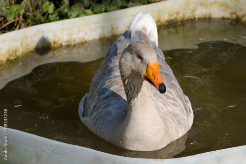 Grey and white mottled goose bathes and swims contentedly in a bathtub as a pond substitute, cute