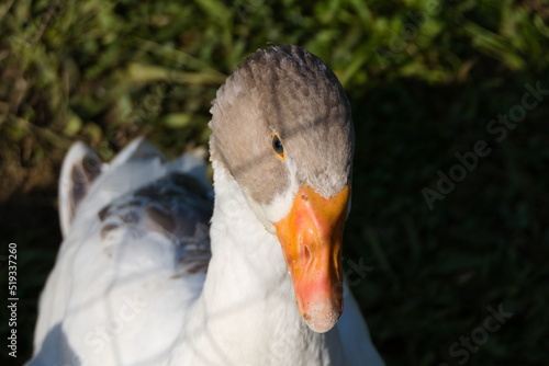 Lovely male goose bathed in soft sunlight, close-up