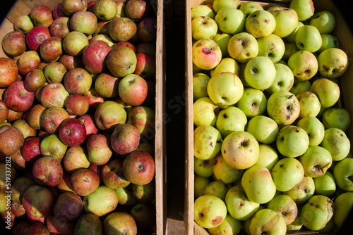 It is autumn and the harvest of coloured apples is delivered in wooden boxes