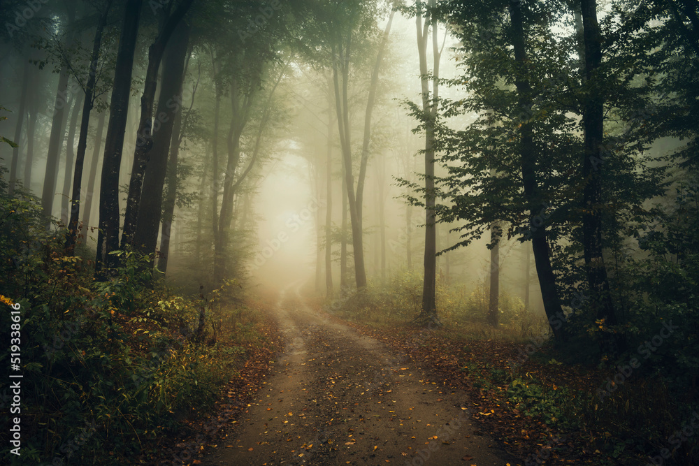 road in the forest on misty autumn morning