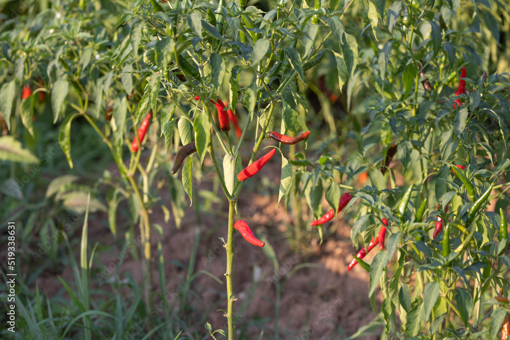 red chillis on the plants