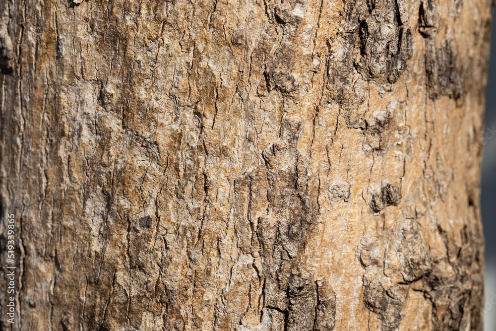 Texture of Teak tree in the forest. Texture of Teak tree in the forest.